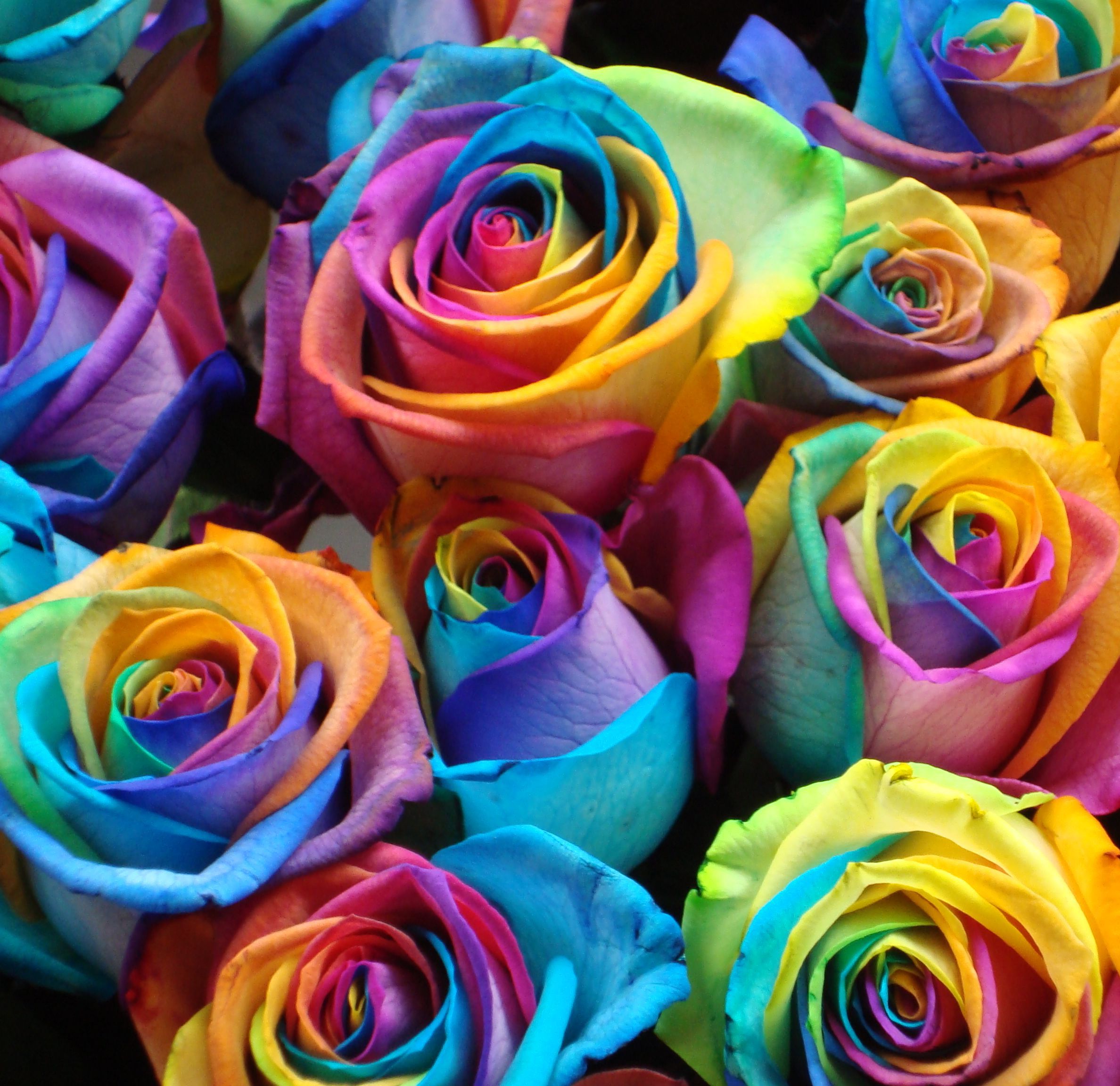 Любой цветной. Разноцветные розы. Радужные розы. Яркие розы.